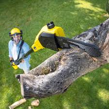 How Our Tree Care Process Works  in  Marble Falls, TX